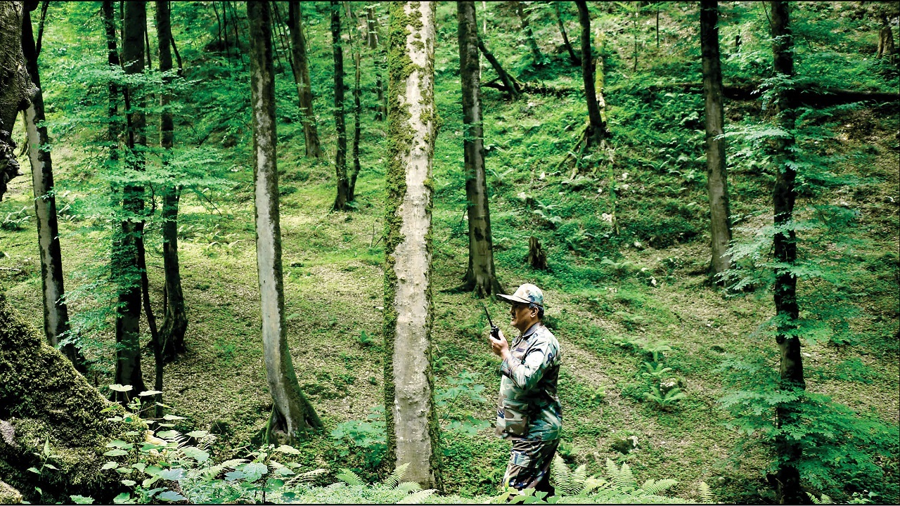 پنجمین جشنواره ملی روز جنگلبان برگزار شد