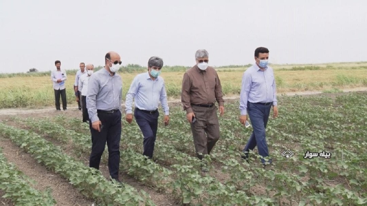 سطح زیرکشت پنبه در مغان از ۱۵ هزار و ۵۰۰ هکتار گذشت