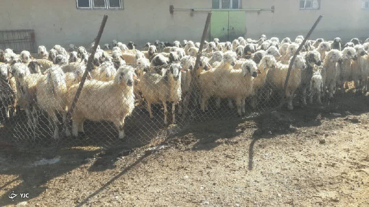 اجرای طرح تلقیح مصنوعی گوسفندان در بخش فلارد