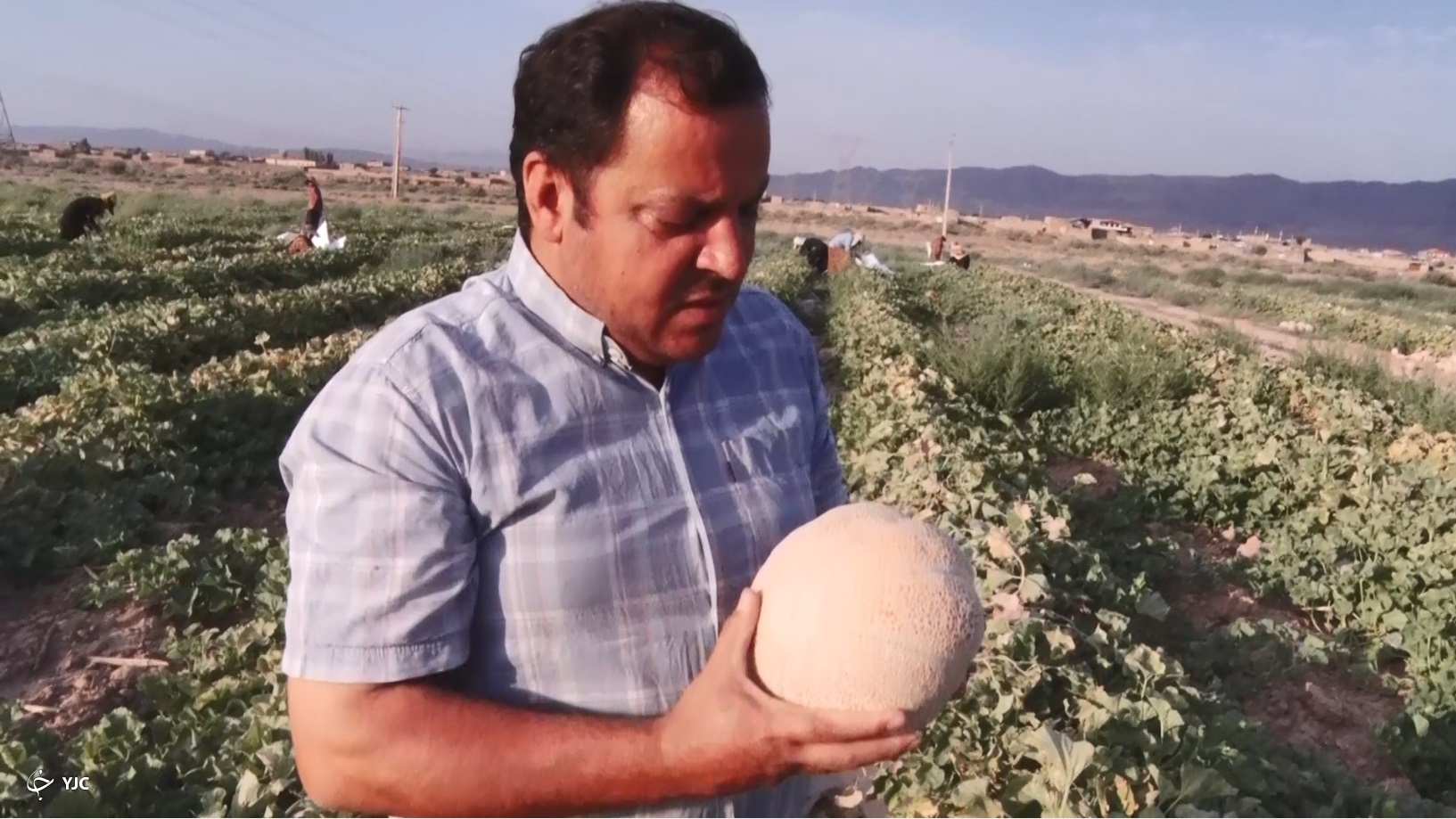 طالبی ساوه میوه نام آشنای ایران زمین