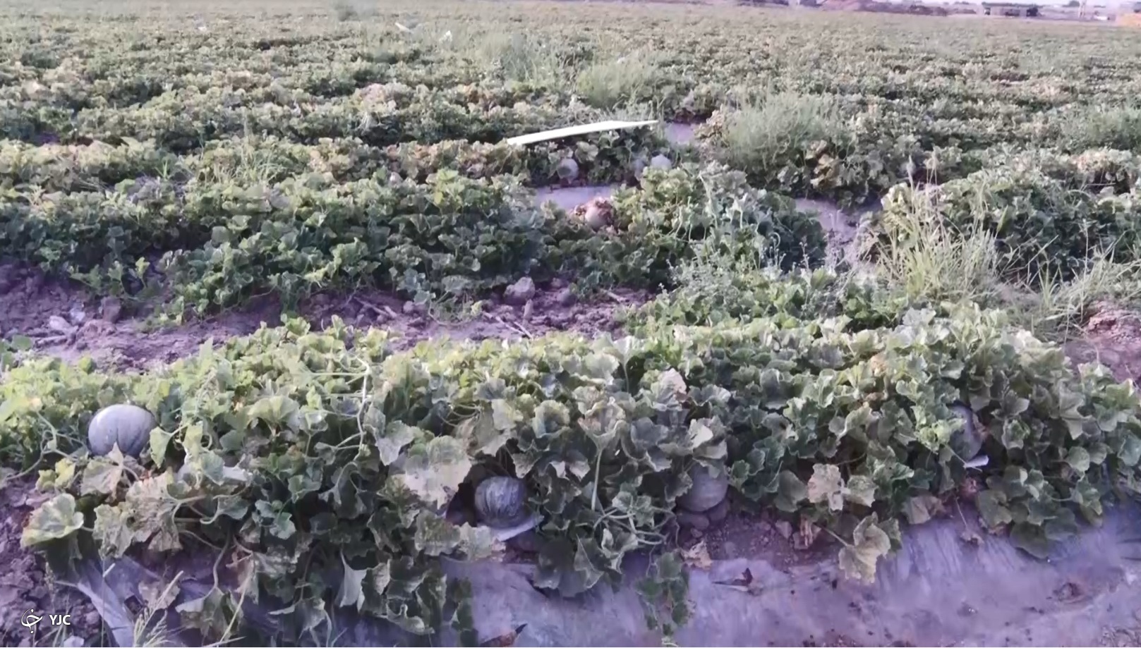 طالبی ساوه میوه نام آشنای ایران زمین