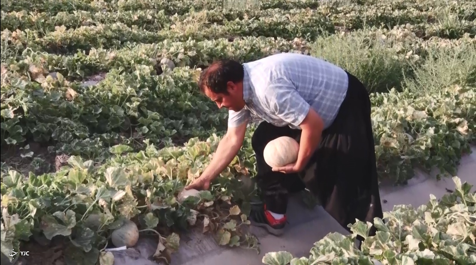طالبی ساوه میوه نام آشنای ایران زمین