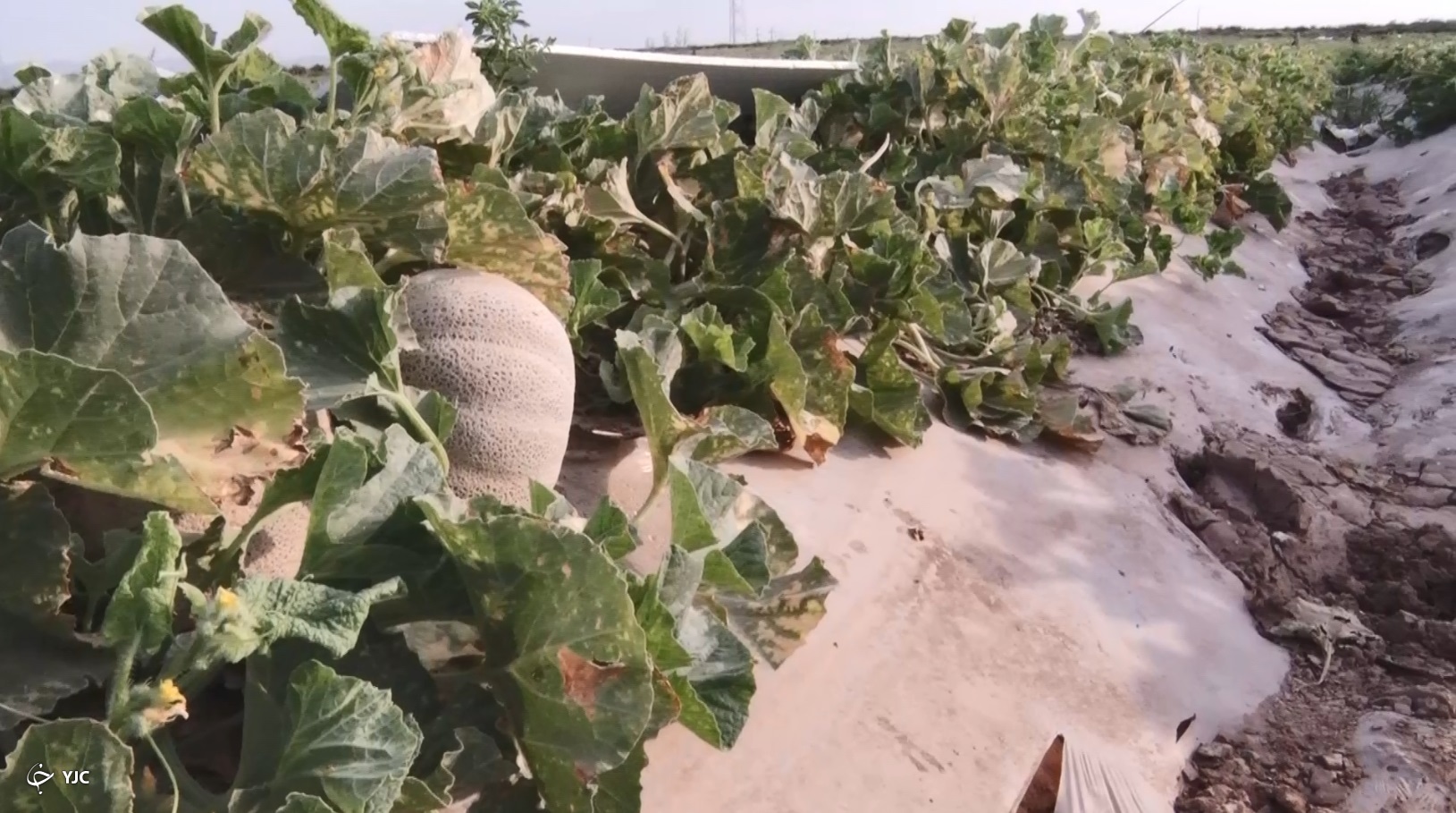 طالبی ساوه میوه نام آشنای ایران زمین