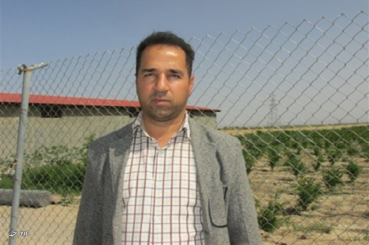طالبی ساوه میوه نام آشنای ایران زمین