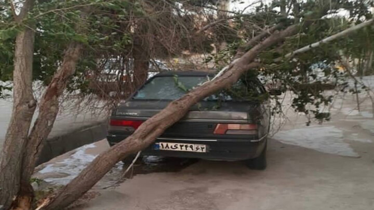 سقوط برخی درختان در کازرون بر اثر توفان
