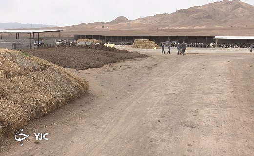 علوفه دامی