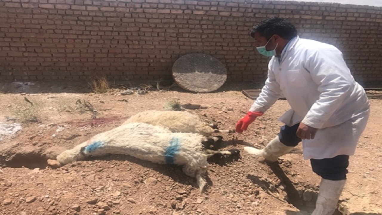 معدوم سازی ۷ راس دام سبک مبتلا به بروسلوز در نهبندان