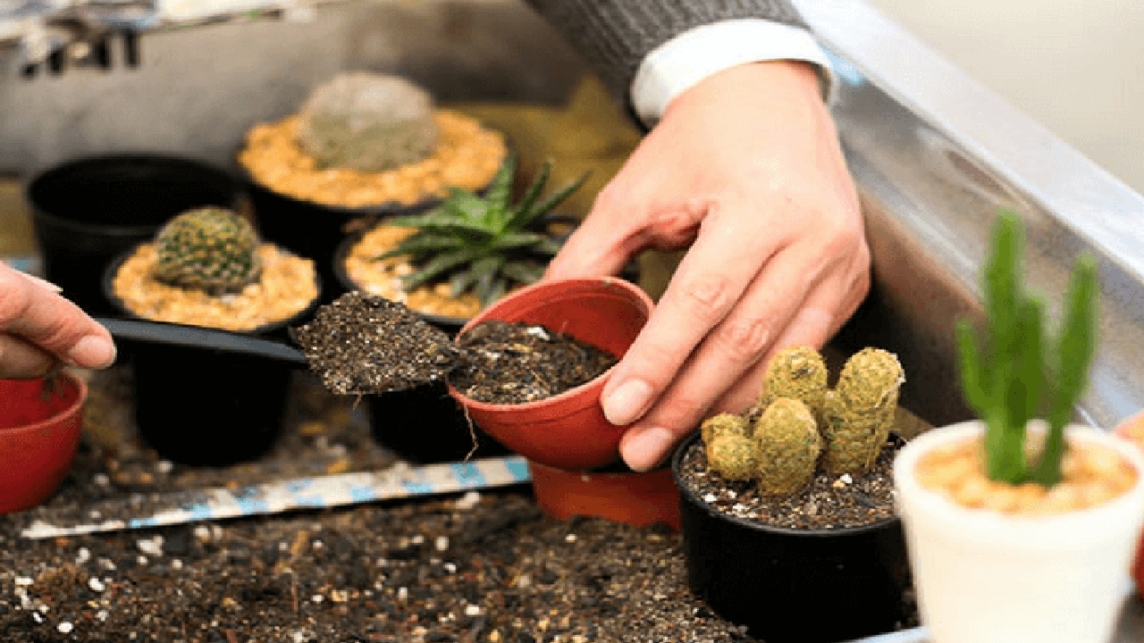 راهنمای تهیه بهترین خاک برای کاکتوس