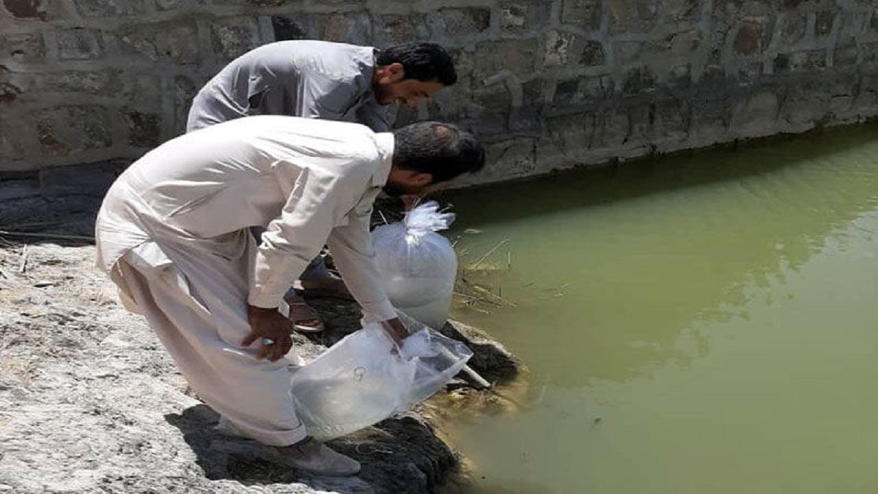 توزیع بچه ماهی گرمابی در منابع آبی سیستان و بلوچستان آغاز شد