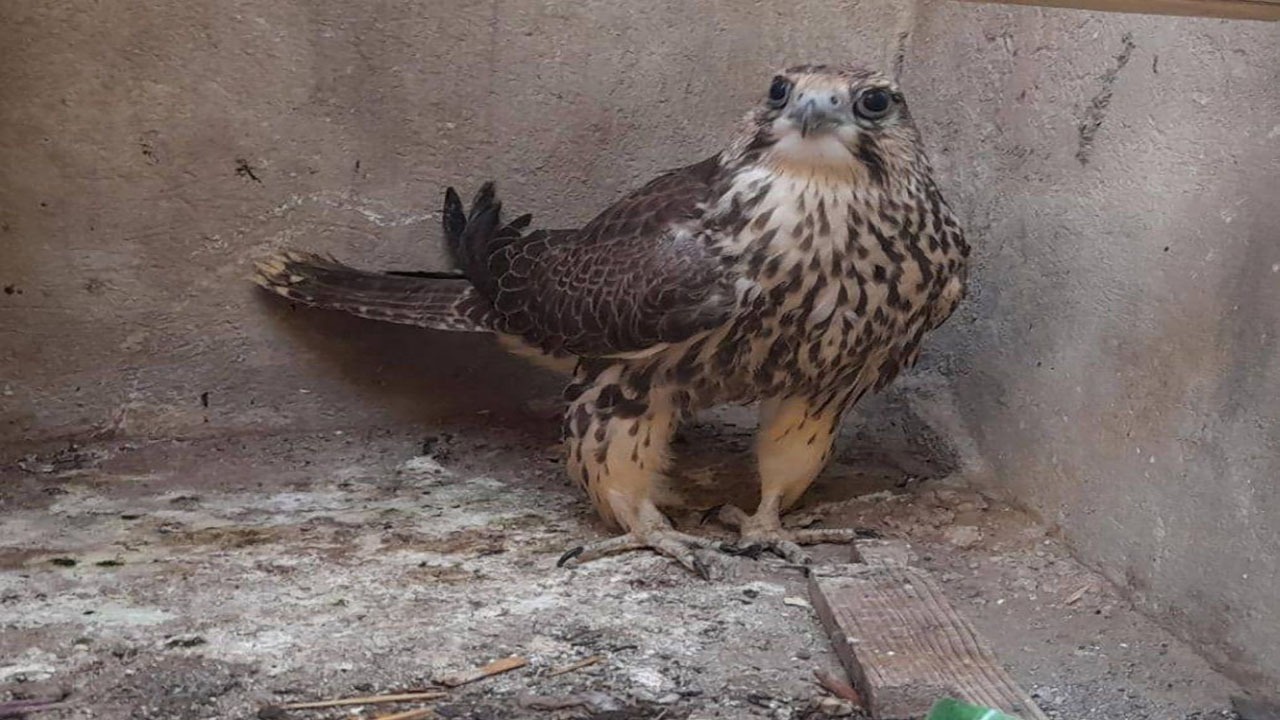 کشف و ضبط یک بهله بالابان در شهرستان گرمه