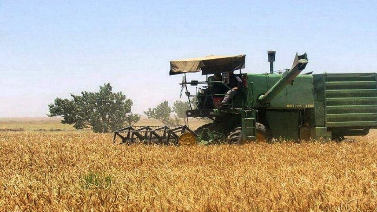 کاهش سطح زیر کشت گندم در اصفهان بدنبال کم آبی
