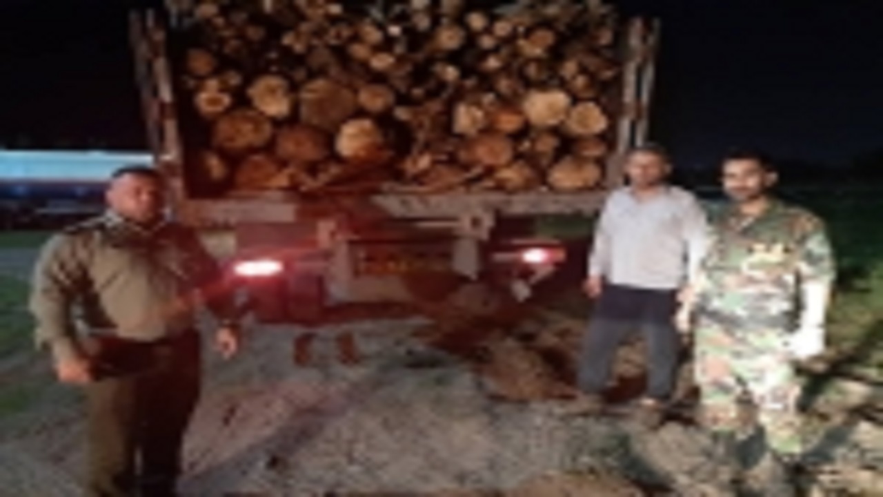 قاچاق شبانه هیزم در مازندران