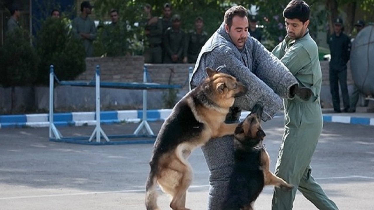 پای درددل یک مادر زخم خورده از «سگ گردان ها»/دخترم هنوز در مکان‌های تفریحی تردد نمی‌کند