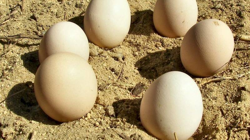 تصویر تخم پرنده کشف تخم های پرنده با قدمتی ۸۵ میلیون ساله در آرژانتین