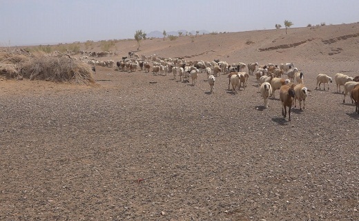 دلالان