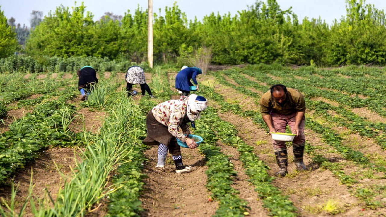 برگزاری دوره های مهارت آموزی کشاورزی ویژه سوادآموزان