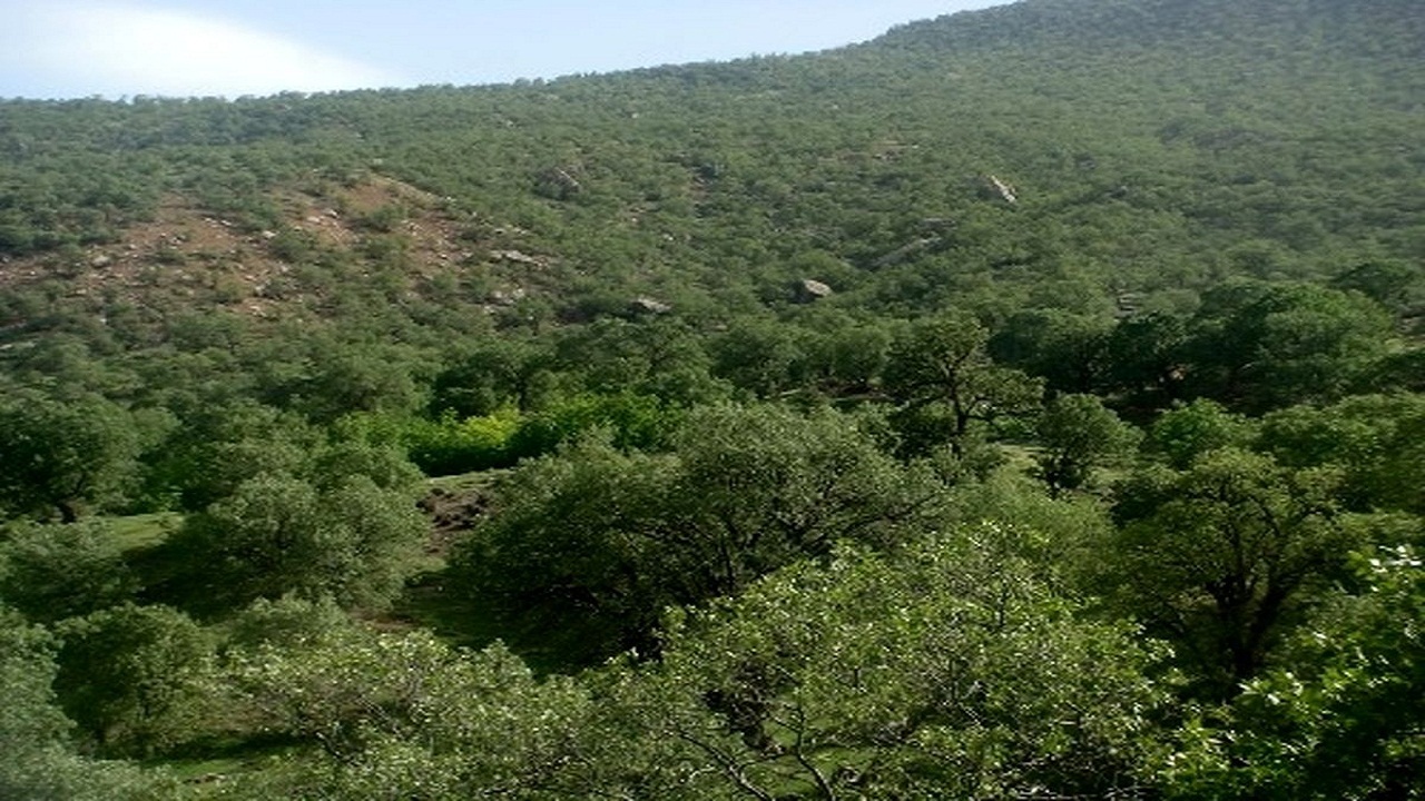 اراضی جنگلی ناچیز استان سمنان و چند تهدید توأمان