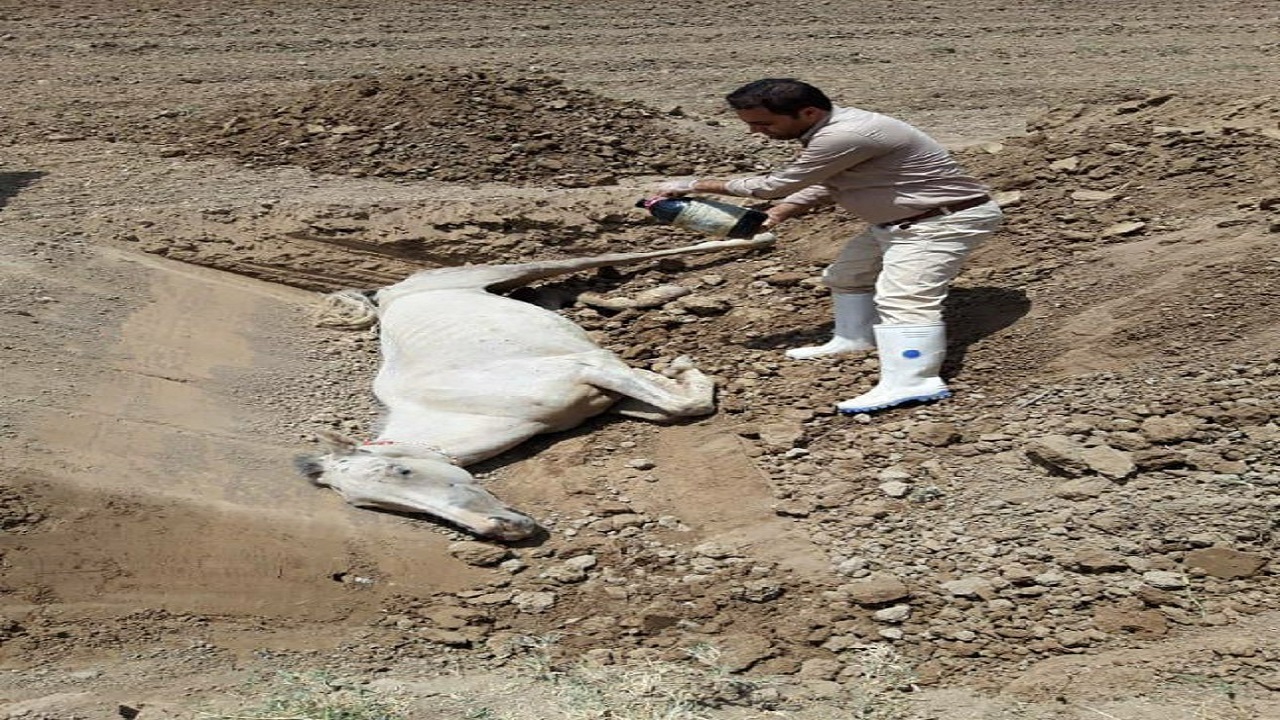 یک راس اسب به علت بیماری مشمشه معدوم شد