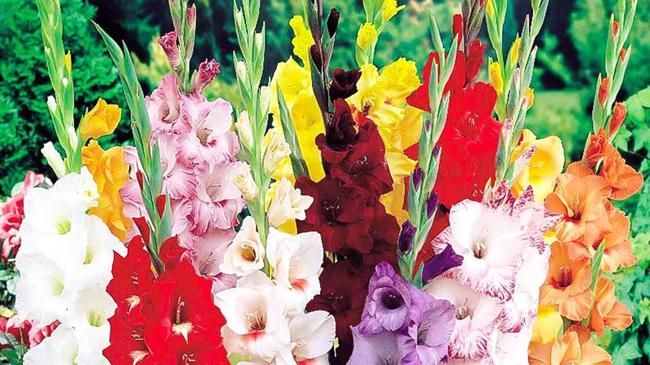 بهره وری از گل زیبایی که با کم آبی سازگار است + فیلم