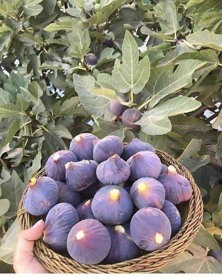 آغاز برداشت سپر ایمنی ریه&zwnj;ها مقابل کرونا در مشهد+ تصاویر