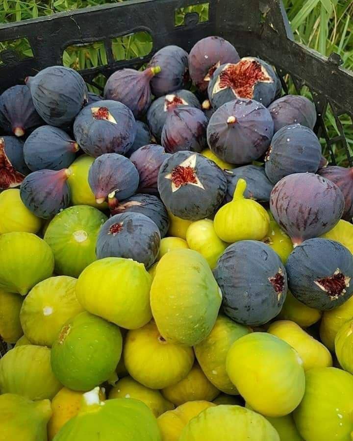 آغاز برداشت سپر ایمنی ریه&zwnj;ها مقابل کرونا در مشهد+ تصاویر