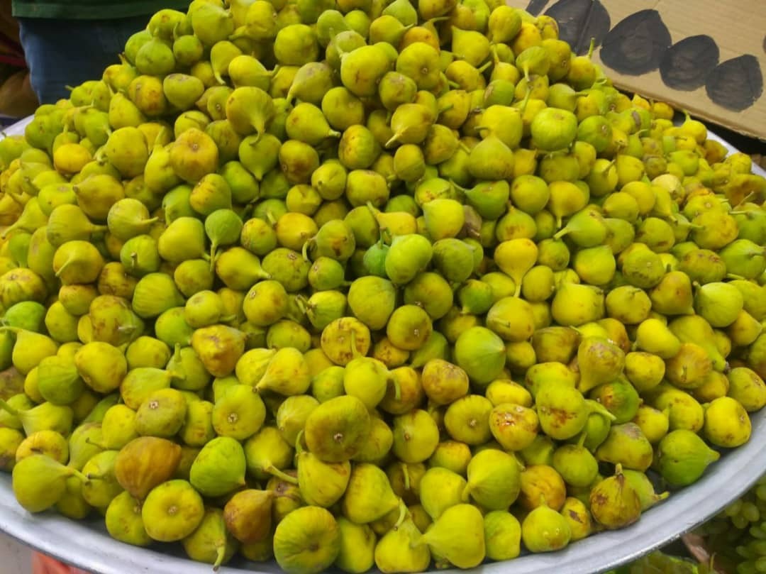 آغاز برداشت سپر ایمنی ریه&zwnj;ها مقابل کرونا در مشهد+ تصاویر