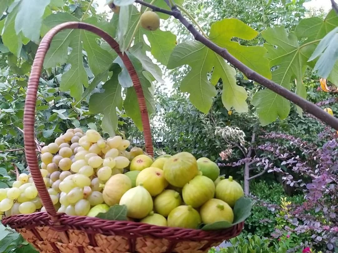 آغاز برداشت سپر ایمنی ریه&zwnj;ها مقابل کرونا در مشهد+ تصاویر