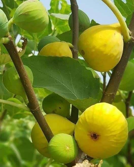 آغاز برداشت سپر ایمنی ریه&zwnj;ها مقابل کرونا در مشهد+ تصاویر