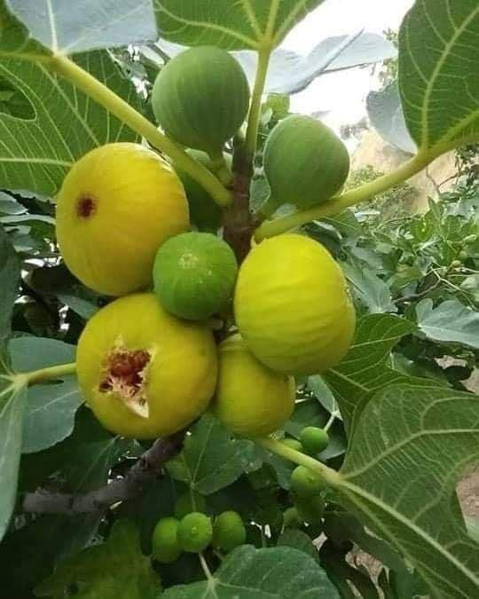 آغاز برداشت سپر ایمنی ریه&zwnj;ها مقابل کرونا در مشهد+ تصاویر
