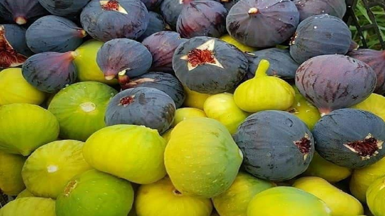 آغاز برداشت سپر ایمنی ریه‌ها مقابل کرونا در مشهد+ تصاویر
