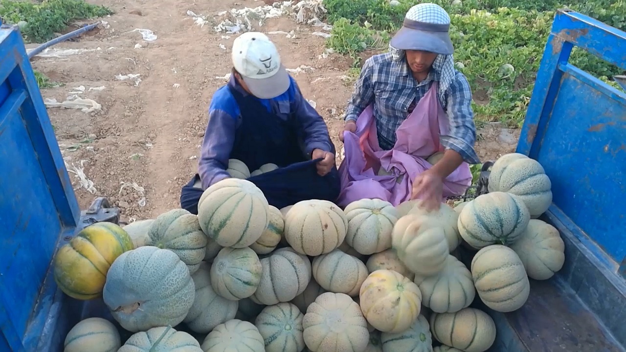 برداشت ۴۰ تا ۴۵ تن طالبی از مزارع شهرضا