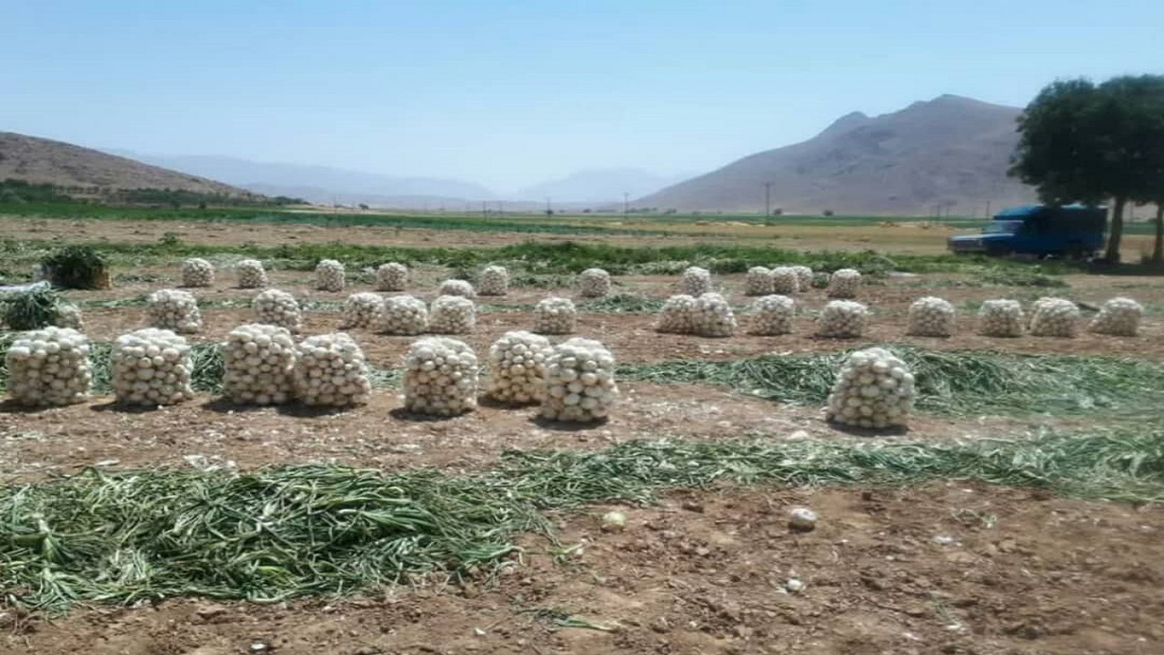 آغاز برداشت پیاز در کیار