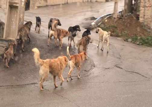 میزبانی از سگ ها گران تمام &zwnj;می شود