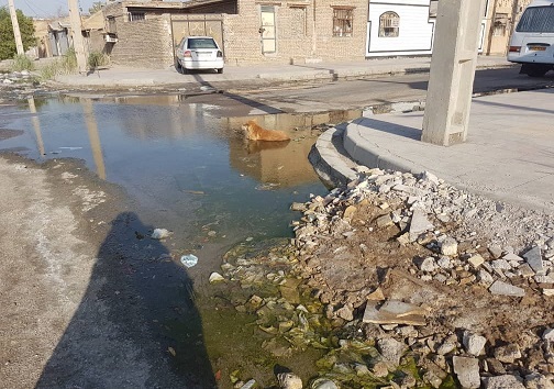 میزبانی از سگ ها گران تمام &zwnj;می شود