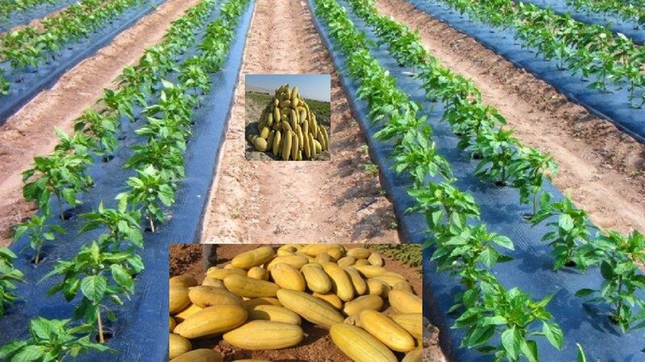 بیش از ۲۲ هزار هکتار جالیز خراسان رضوی زیر کشت خربزه است