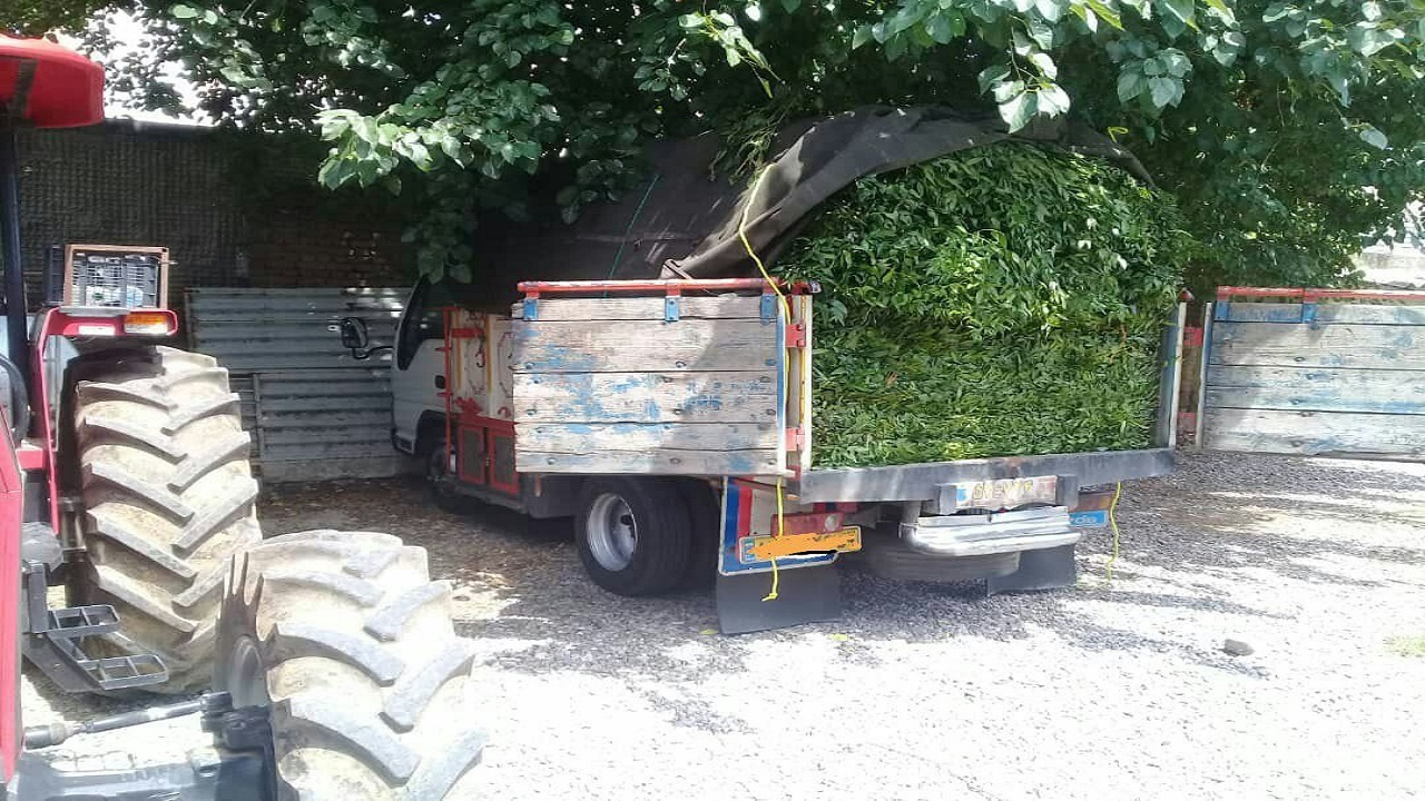 توقیف کامیون حامل چلم قاچاق از جنگل‌های هیرکانی گلستان