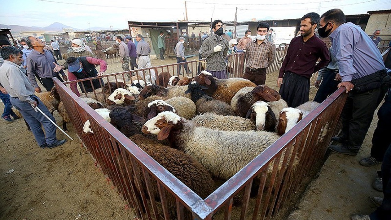 کشتار دام‌های مولد بی‌تدبیری دولت در تامین نهاده‌های دامی را نشان داد