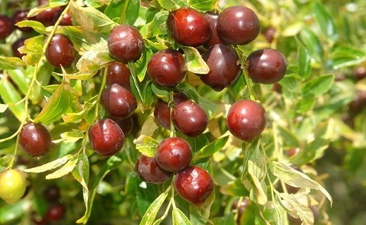 محصول کم آب