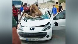 حرکت عجیب و غریب یک شتر برای جذب شترهای دیگر! + فیلم