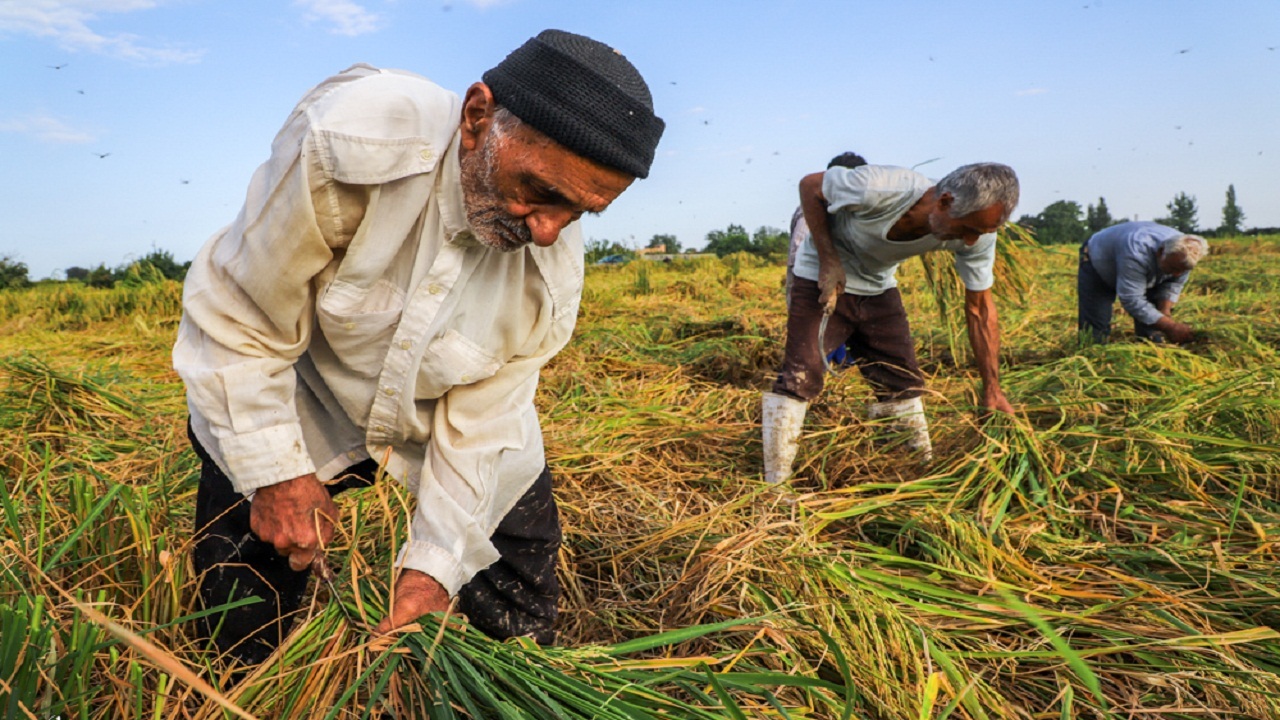 وضعیت جوی مناسب برای دروی شالیزار‌های استان گیلان