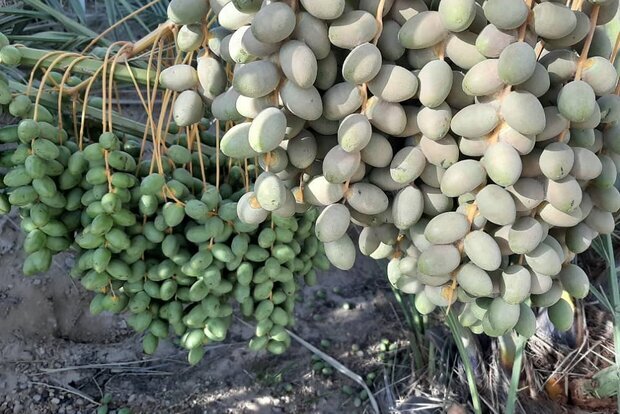 آفت به نخلستان های غرب هرمزگان رسید