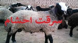 غافلگیری سارقان احشام در عملیات پلیس ساوه