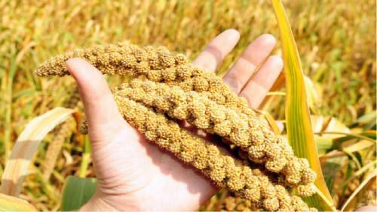 دانه پرفایده برای دیابتی‌ها!