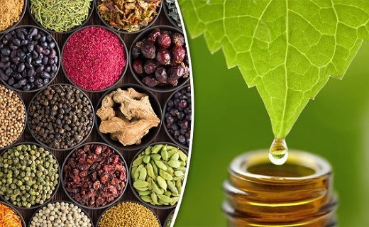 برداشت گیاهان دارویی