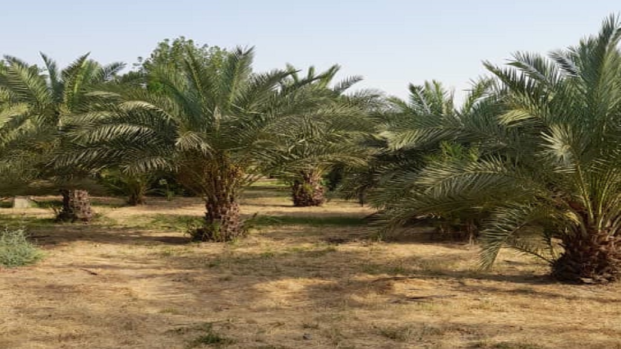 آغاز برداشت خارک در گتوند