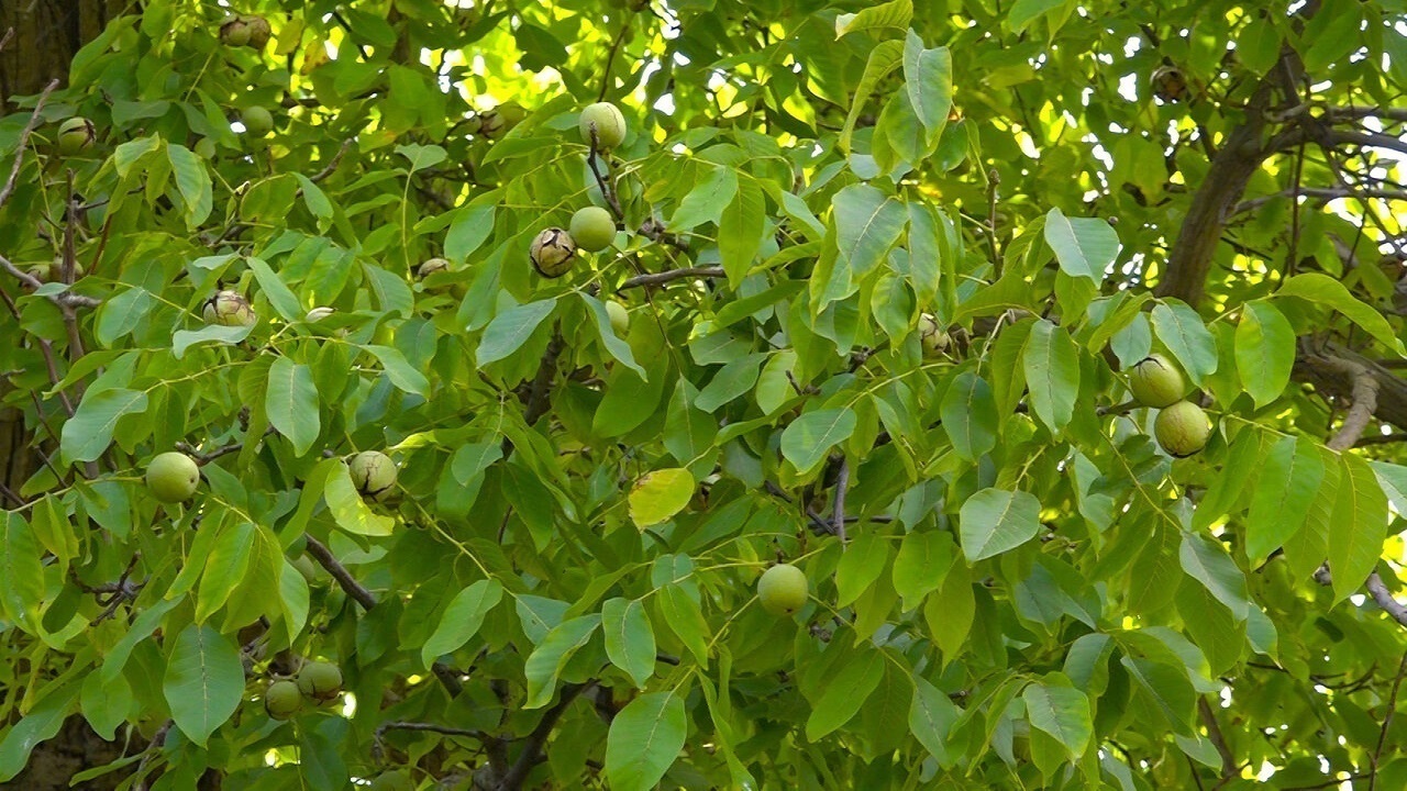 سرشاخه کاری۲۵۰ هکتار از باغات گردو کردستان