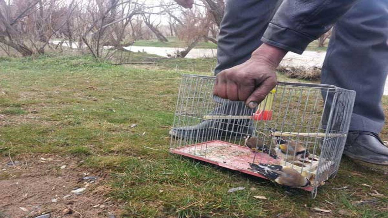 رهاسازی سهره‌های طلایی در ایوان