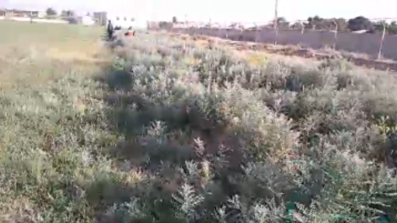 وضعیت نامناسب چمن ورزشگاه تختی کوهبنان کرمان + فیلم