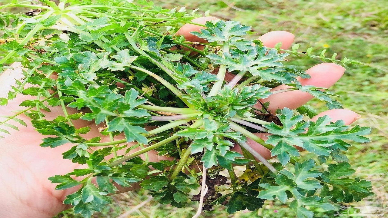آشنایی با خواص جادویی گیاه چوچاق