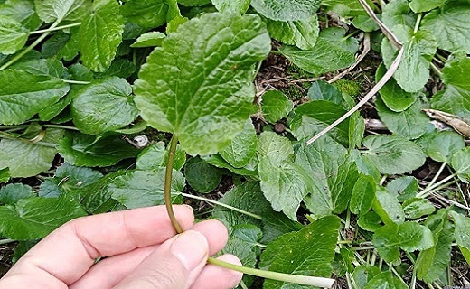 آشنایی با خواص جادویی گیاه چوچاق